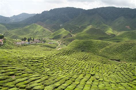 The cameron highlands is famous for its flora and, as well as tea and strawberries, you will 5. KYspeaks | a trip to Cameron Highlands