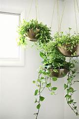 Images of How To Hang Flowers From The Ceiling