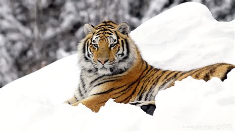 1920x1080 1920x1080 Tiger Predator Snow Down Big Cat Wallpaper