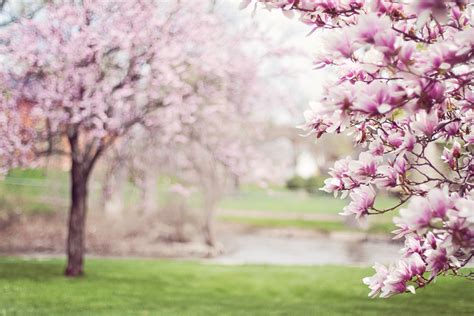 Pink Cherry Blossom Tree · Free Stock Photo