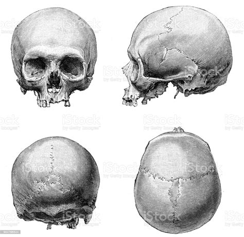 Intermediate back muscles and c. Human Skull Anatomy Illustration 1894 Stock Illustration ...