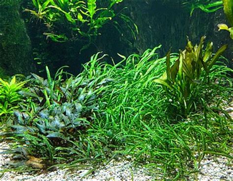 Not only there occur many different types, they too change their habit due to environmental conditions. Cryptocorynen