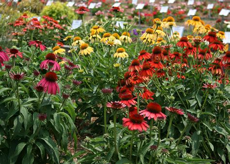 Find deals on products in gardening tools on amazon. Plan to include purple coneflowers in gardens ...