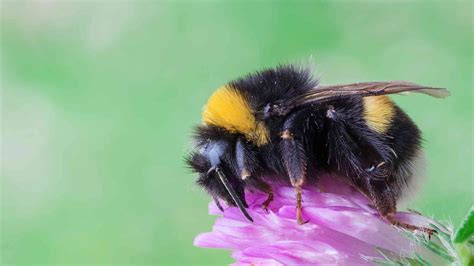 Bienen sind aus unserem ökosystem nicht wegzudenken, denn bienen sorgen dafür, dass im laufe des sommers die früchte an unseren pflanzen reifen. Blumen für Wildbienen: So lockt ihr Bienen in euren Garten