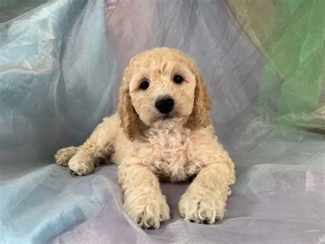 I love these breeds and i think they are perfect family dogs and so will you. Cockapoo Puppies For Sale in Iowa, Professional Breeders