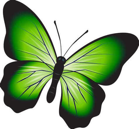 Green butterfly clipart. Free download transparent .PNG | Creazilla png image