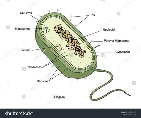 Illustration Bacteria Cell Anatomy Stock Vector Royalty Free