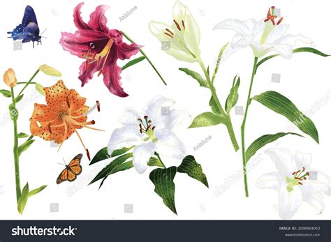 15470 Butterfly Lily Images Stock Photos And Vectors Shutterstock