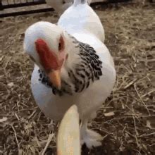 Angry Chicken Wake Up Chicken GIF Angry Chicken Wake Up Chicken Wake Up Discover Share GIFs