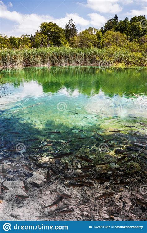 Wild Fish Swim In A Forest Lake Plitvice National Park Croatia Stock