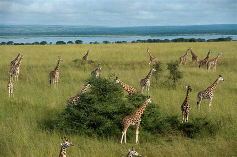 Africa May Have New Giraffe Species—and This Could Help