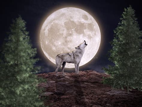 White Wolf Howling At The Moon Stock Illustration Illustration Of