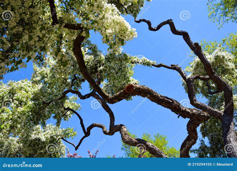 The Apple Tree Blooming Is A Deciduous Tree Flower Stock Image Image