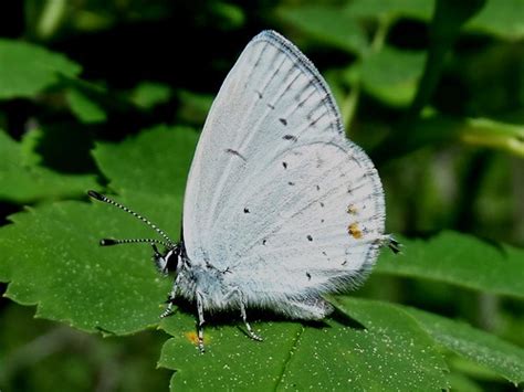 Jun12014 Dsc03074 Western Tailed Blue Butterfly Terry Gray Flickr