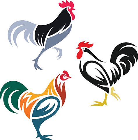 1600 Beautiful Cocks Illustrations Royalty Free Vector Graphics