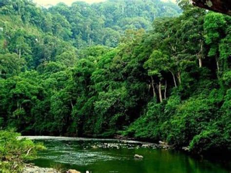Penebangan hutan menyebabkan berlakunya peningkatan suhu kawasan setempat kerana tiada lapisan kanopi yang menghalang pancaran. PAHANG JUGA MAHU PAMPASAN JAGA TADAHAN AIR | Pahang Media