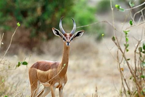 African Deer Species Everything You Need To Know
