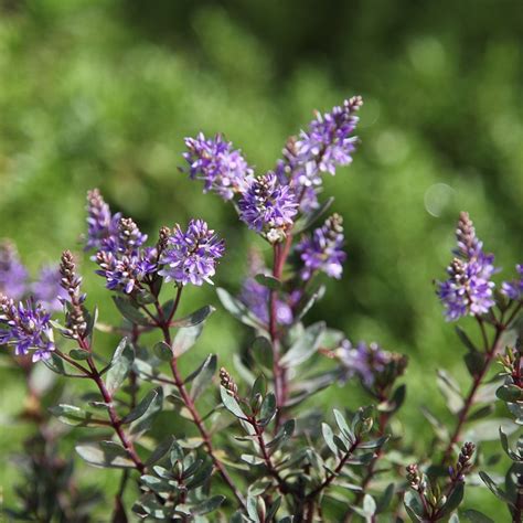 Buy Shrubby Veronica Hebe Caledonia £1499 Delivery By Crocus