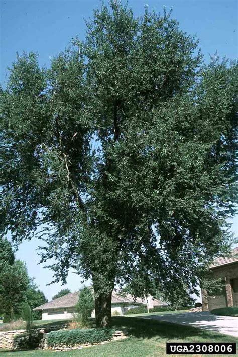 Arkansas Tree Database Siberian Elm