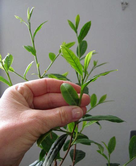 The 25 Best Tea Plant Ideas On Pinterest Growing Tea