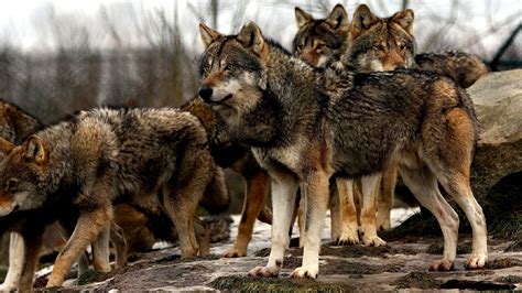 Why Is The Grey Wolf Endangered - Danger Choices