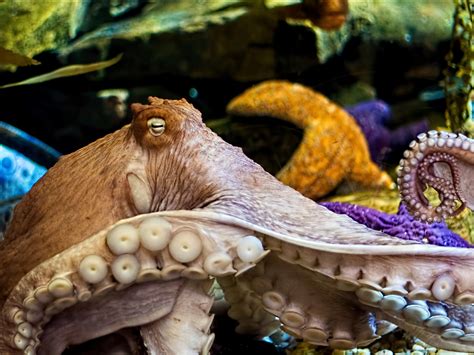 10 Reason The Octopus Is Incredible Business Insider