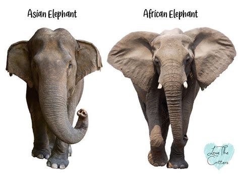 Differences Between Asian And African Elephants Love The Critters