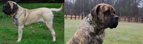 English Mastiff Vs American Mastiff Breed Comparison