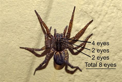 The Wolf Spider Is Autumns Most Frightening Home Intruder The