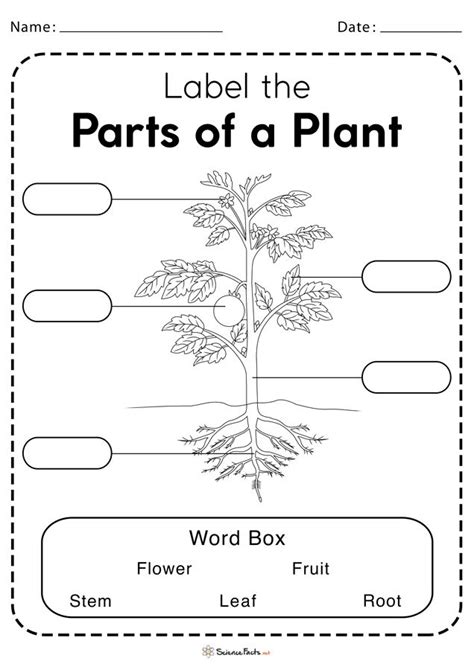 Main Parts Of A Plant Their Functions Structure Diagram Plants