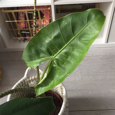 Regal shield alocasia or black magic colocasia? Alocasia zebrina 'Reticulata', Elephant Ear 'Reticulata ...