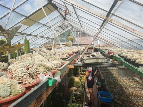 I guess when you're in the selling of these plants you sort of have to they look as if they have mastered life, and maybe humans feel that's something they could learn from. Visited a cactus collector/dealer in Sweden. The peyotes ...