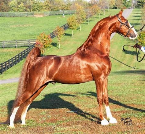 The American Saddlebred American Saddlebred Rare Horse Breeds