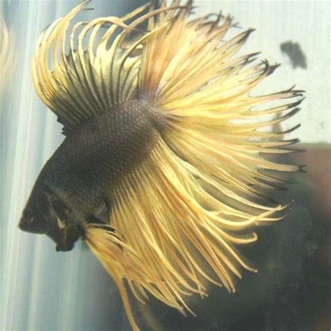 These are the most common types of betta fish: most expensive betta fish in the world - Google Search | Pesce