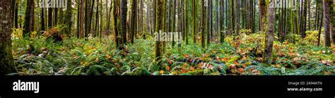 Panorama Of A Rainforest British Columbia Canada Stock Photo Alamy