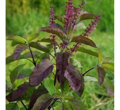 😍 Tulsi Plant Tulsi Or The Holy Basil In Hinduism 2019 01 24