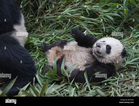 Giant Pandas Mother And Cub In The Bamboo Bush Wolong Sichuan China