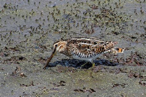 Wilsons Snipe Photograph By Hh Photography Of Florida