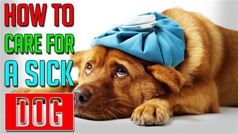 How To Care For A Sick Dog Dog Facts Youtube