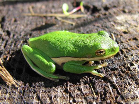 Green Treefrog Chesapeake Bay Program