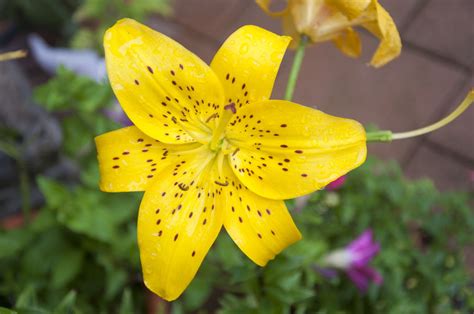 Of the nine divisions of classification, asiatic and oriental are the asiatic lilies are the earliest to bloom and the easiest to grow. Symbolism of the Lily - The Flower That is a Part of ...