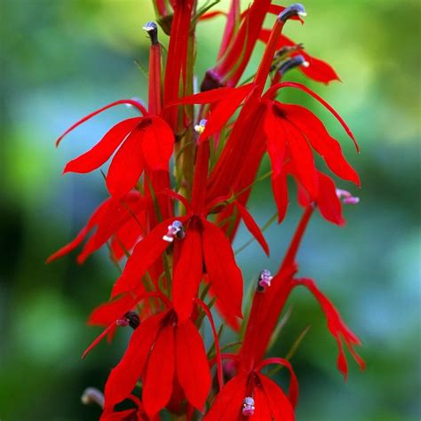 Buy Cardinal Flower Lobelia Cardinalis Delivery By Waitrose Garden