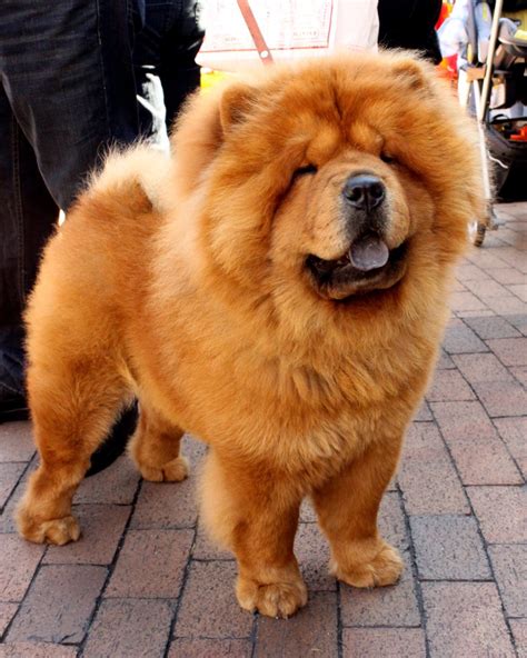 20 Cutest Photos Of Small Fluffy Dog Breeds Sigma Watch