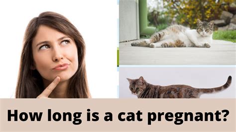 10 Signs Of Cat Labor Cat Meme Stock Pictures And Photos