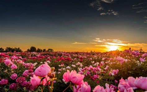 Sunset Sunlight Flowers Rose Pink Roses Nature Landscape