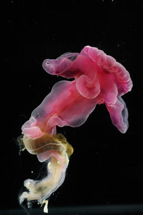 New Sea Creatures Discovered Photo 9 Cbs News