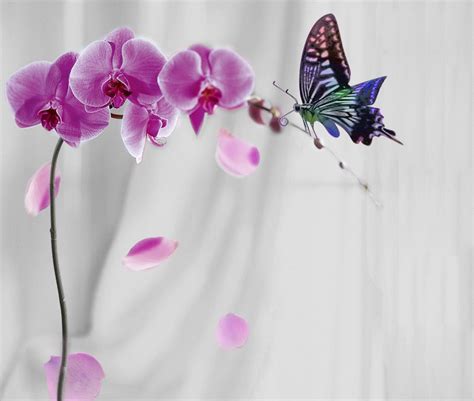 The Orchid And The Butterfly Creativity Colorful Pictures Orchids