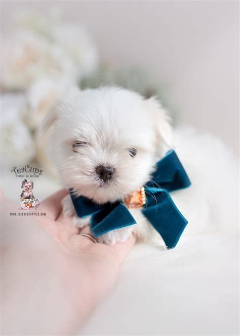 We connect safe, reputable breeders with people like you! Teacup Maltese Miami, Florida | Teacup Puppies & Boutique