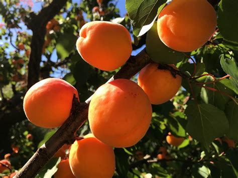 Dwarf Puget Gold Apricot Tree Easiest Growing Apricot Tree 2 Years