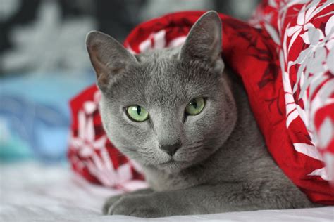 Russian Blue Cats Perfect For Your Allergies Russian Blue Love